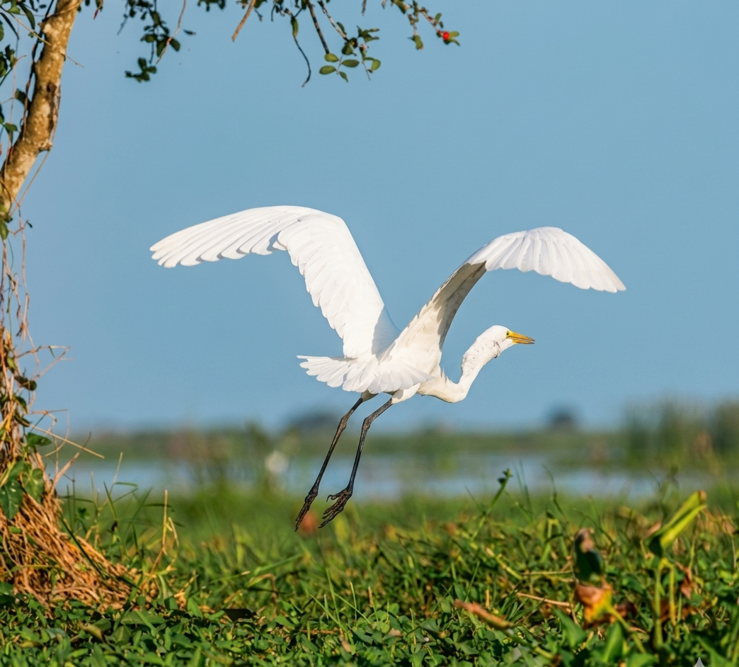 Bird AmaWaterways